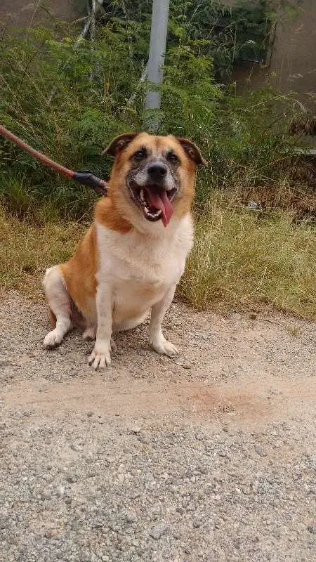 Cachorro ra a SRD idade 6 ou mais anos nome Funghi