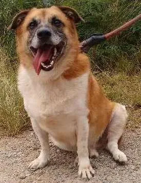 Cachorro ra a SRD idade 6 ou mais anos nome Funghi