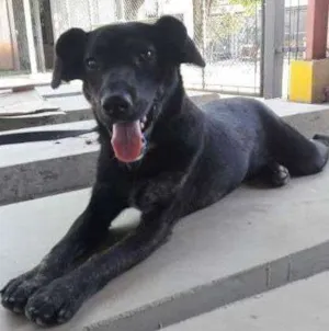 Cachorro raça SRD idade 1 ano nome McGuiver