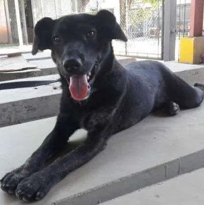 Cachorro ra a SRD idade 1 ano nome McGuiver