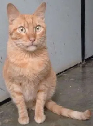 Gato raça srd idade 6 ou mais anos nome Garfield
