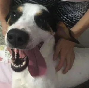Cachorro raça SRD idade 1 ano nome Bob (o beijoqueiro)