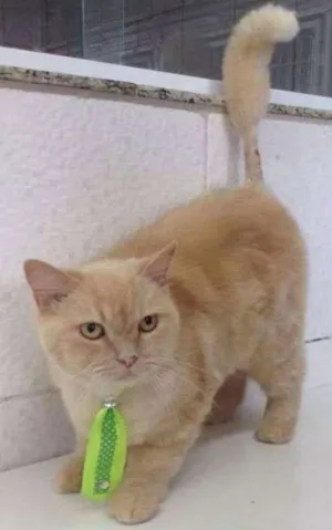 Gato raça Srd idade 6 ou mais anos nome Arthur
