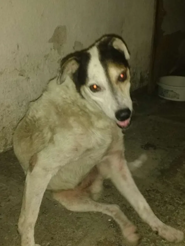 Cachorro ra a SRD idade 6 ou mais anos nome Babu
