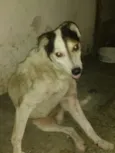 Babu