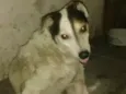 Babu