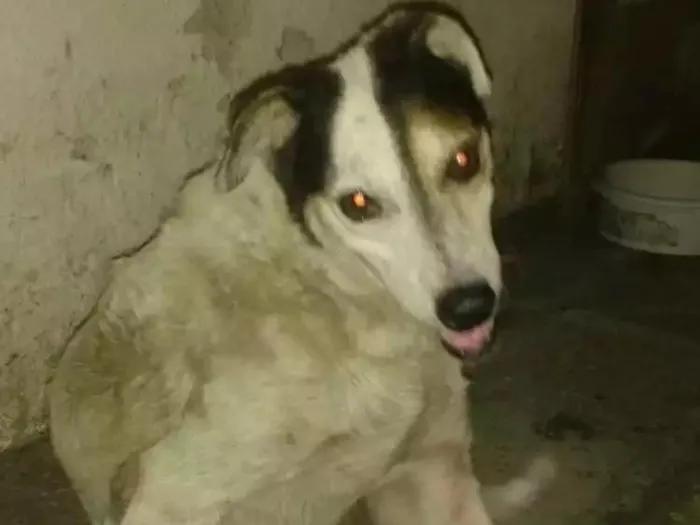Cachorro ra a SRD idade 6 ou mais anos nome Babu