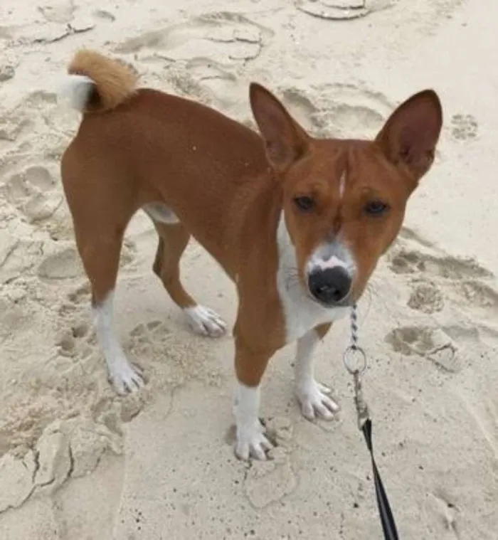 Cachorro ra a Basenji idade 1 ano nome Hórus (Basenji)