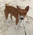 Hórus (Basenji)