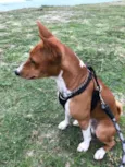 Hórus (Basenji)