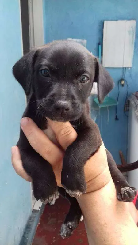 Cachorro ra a srd idade  nome Filo