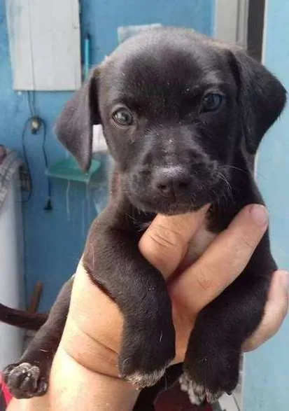 Cachorro ra a srd idade  nome Filo