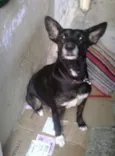 Preta