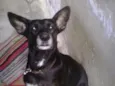 Preta
