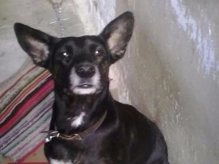 Cachorro raça Vira-lata idade 4 anos nome Preta