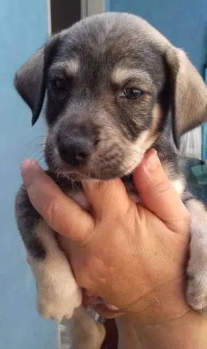 Cachorro raça srd idade Abaixo de 2 meses nome Duck