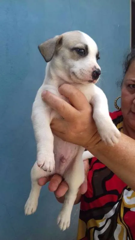 Cachorro ra a SRD idade Abaixo de 2 meses nome SAMUCA