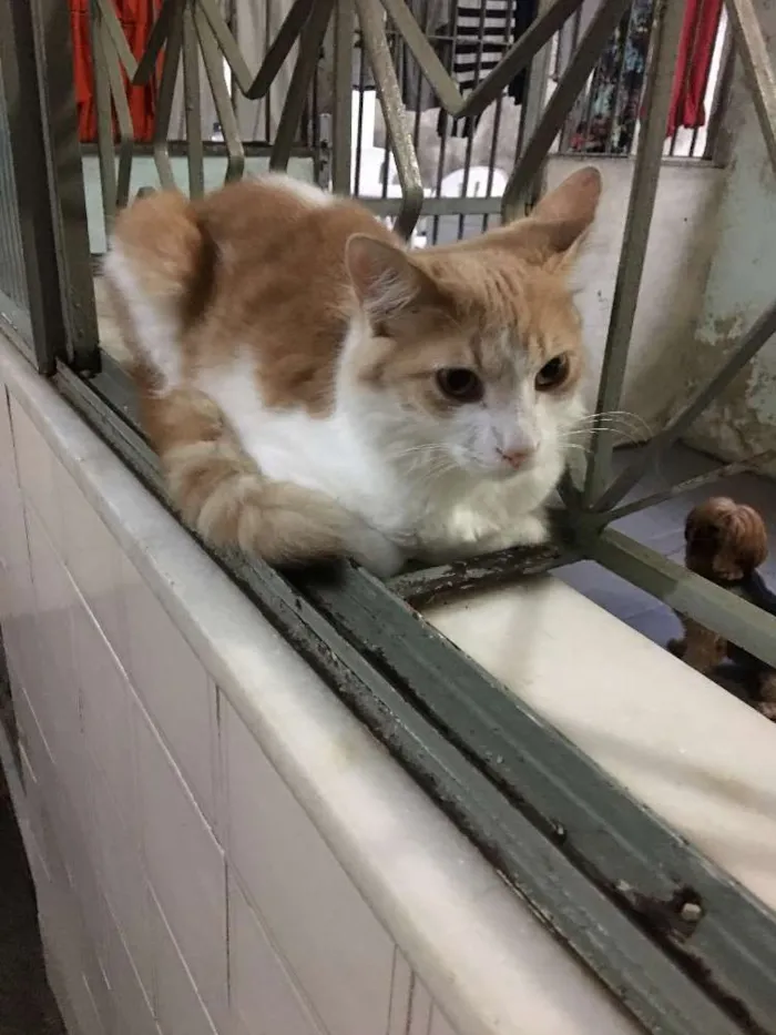 Gato raça SRD idade 7 a 11 meses nome Joaquim 