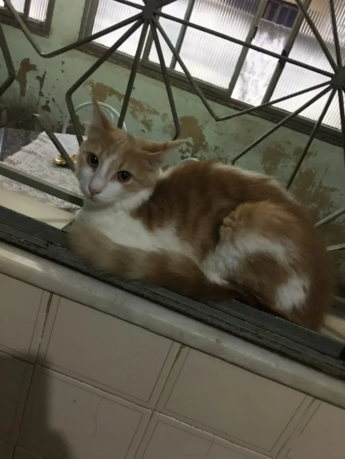 Gato raça SRD idade 7 a 11 meses nome Joaquim 