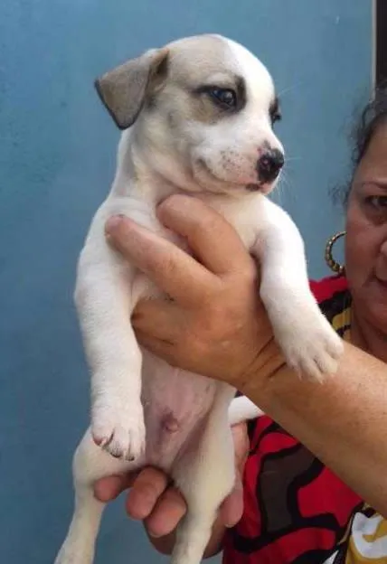 Cachorro ra a SRD idade Abaixo de 2 meses nome SAMUCA