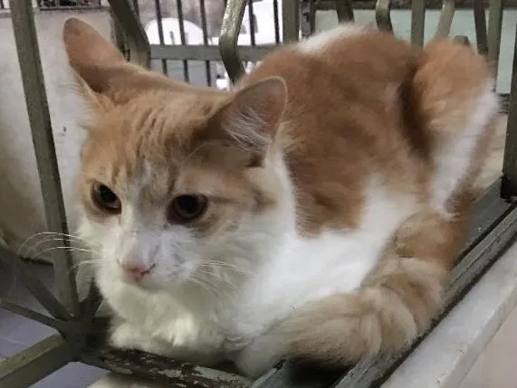 Gato raça SRD idade 7 a 11 meses nome Joaquim 