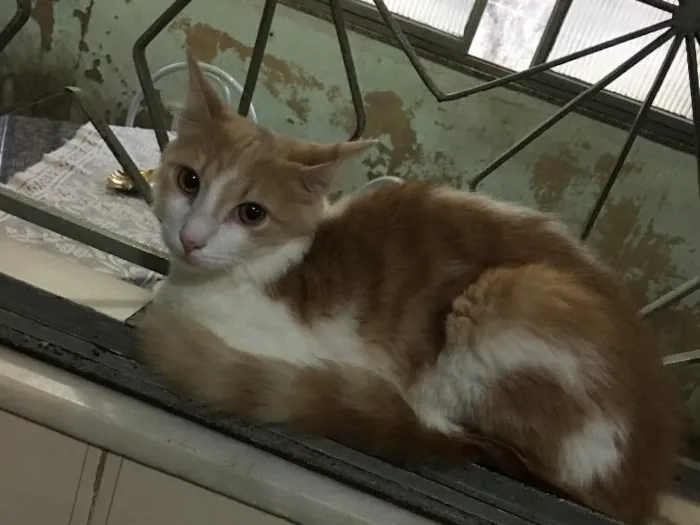 Gato raça SRD idade 7 a 11 meses nome Joaquim 