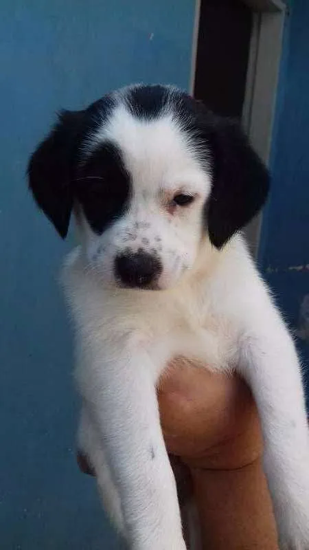 Cachorro ra a SRD idade Abaixo de 2 meses nome MEG