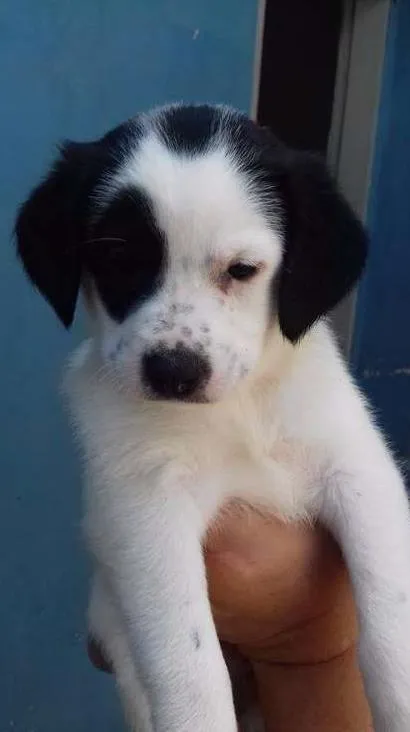 Cachorro ra a SRD idade Abaixo de 2 meses nome MEG