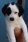 MEG