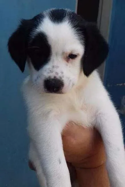 Cachorro ra a SRD idade Abaixo de 2 meses nome MEG