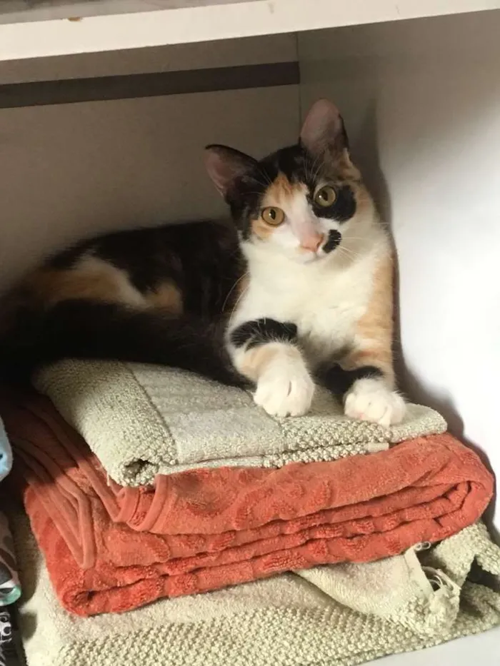 Gato raça SRD idade 7 a 11 meses nome Maria Tereza