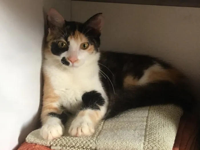 Gato raça SRD idade 7 a 11 meses nome Maria Tereza