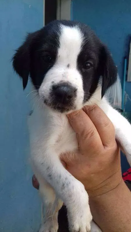 Cachorro ra a SRD idade Abaixo de 2 meses nome PUDIM