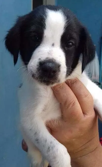 Cachorro ra a SRD idade Abaixo de 2 meses nome PUDIM