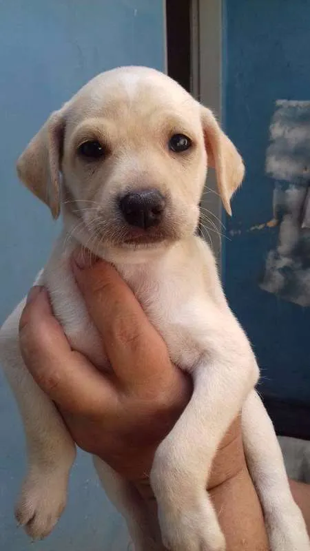 Cachorro ra a SRD idade Abaixo de 2 meses nome BARBIE
