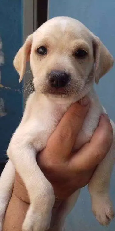 Cachorro ra a SRD idade Abaixo de 2 meses nome BARBIE