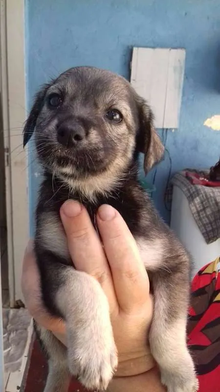 Cachorro ra a SRD idade Abaixo de 2 meses nome MARGO