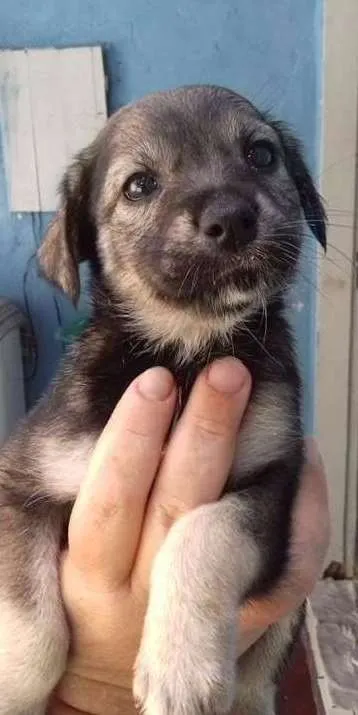 Cachorro ra a SRD idade Abaixo de 2 meses nome MARGO