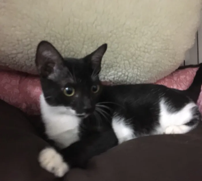 Gato ra a SRD idade 2 a 6 meses nome Sininho 