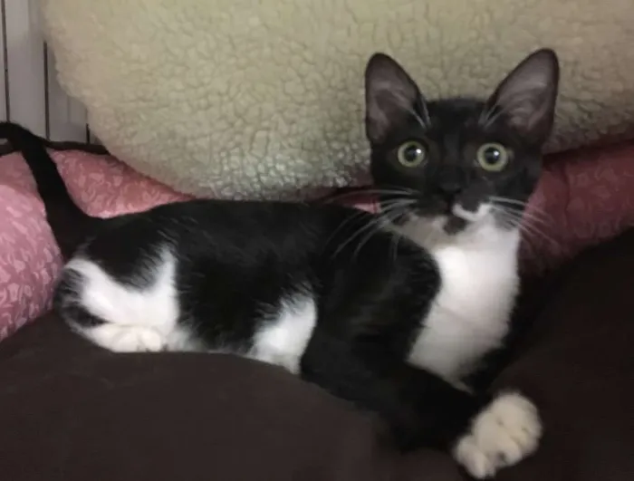 Gato ra a SRD idade 2 a 6 meses nome Sininho 