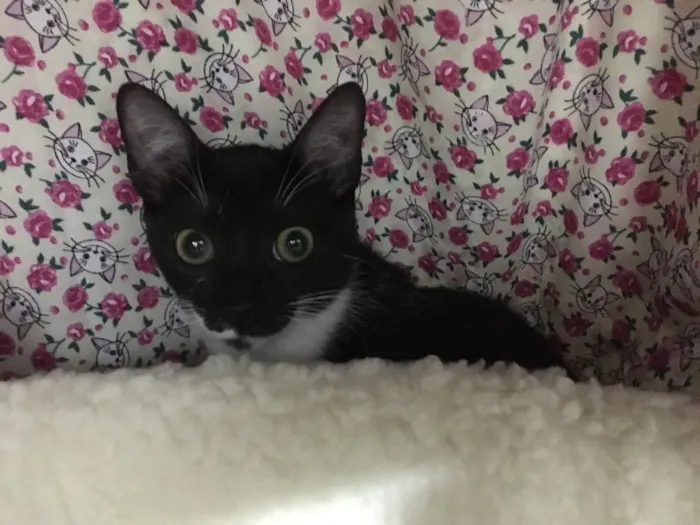 Gato ra a SRD idade 2 a 6 meses nome Sininho 