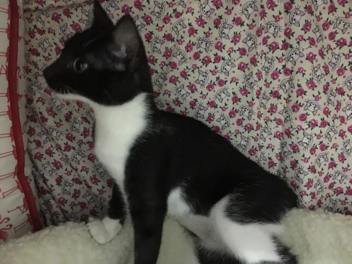 Gato ra a SRD idade 2 a 6 meses nome Sininho 