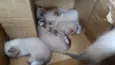 Gatos