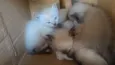 Gatos