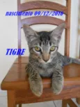 TIGRE