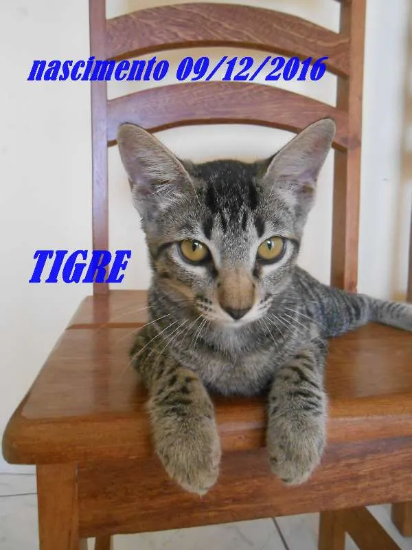 Gato ra a  idade  nome TIGRE