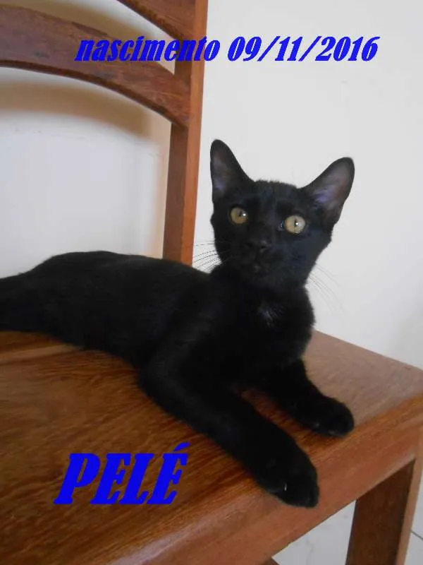Gato ra a  idade 2 a 6 meses nome PELÉ
