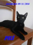 PELÉ