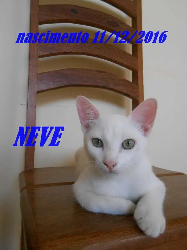 Gato ra a  idade 2 a 6 meses nome NEVE