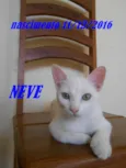 NEVE